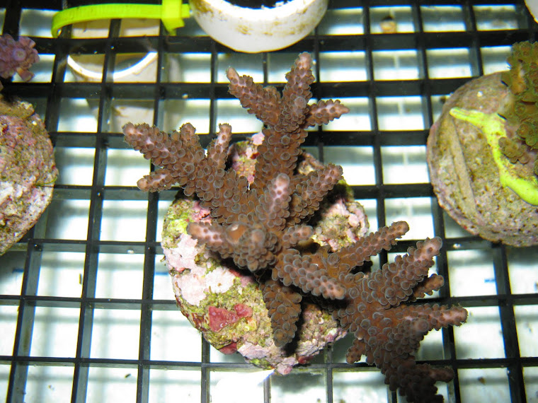 Acropora Nobilis