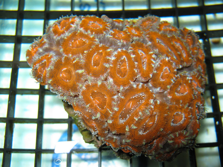 Acanthastrea Lordhowensis