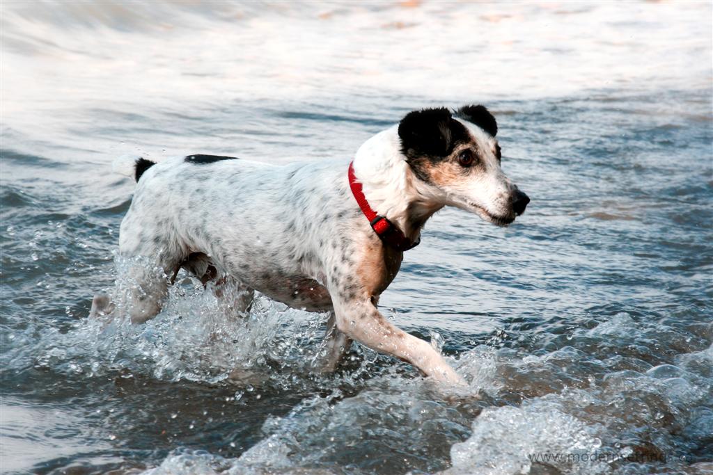 [Dog+in+water+(Large).jpg]