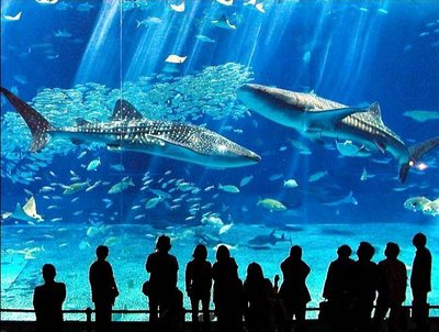 [aquarium.jpg]