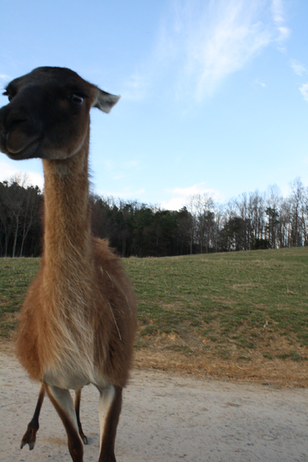 This attraction features animals · The Natural Bridge Zoo Park is and always has been privately owned and has never accepted any sort of federal, state, or local funding. The Natural Bridge Zoo opened its doors to the general public in and has been growing ever since. The main /5().