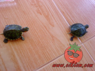 kura-kura diego dan dora 5