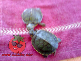 kura-kura diego dan dora 8