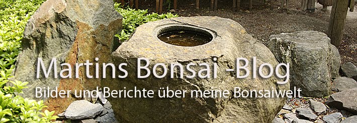 Martins Bonsai -Blog