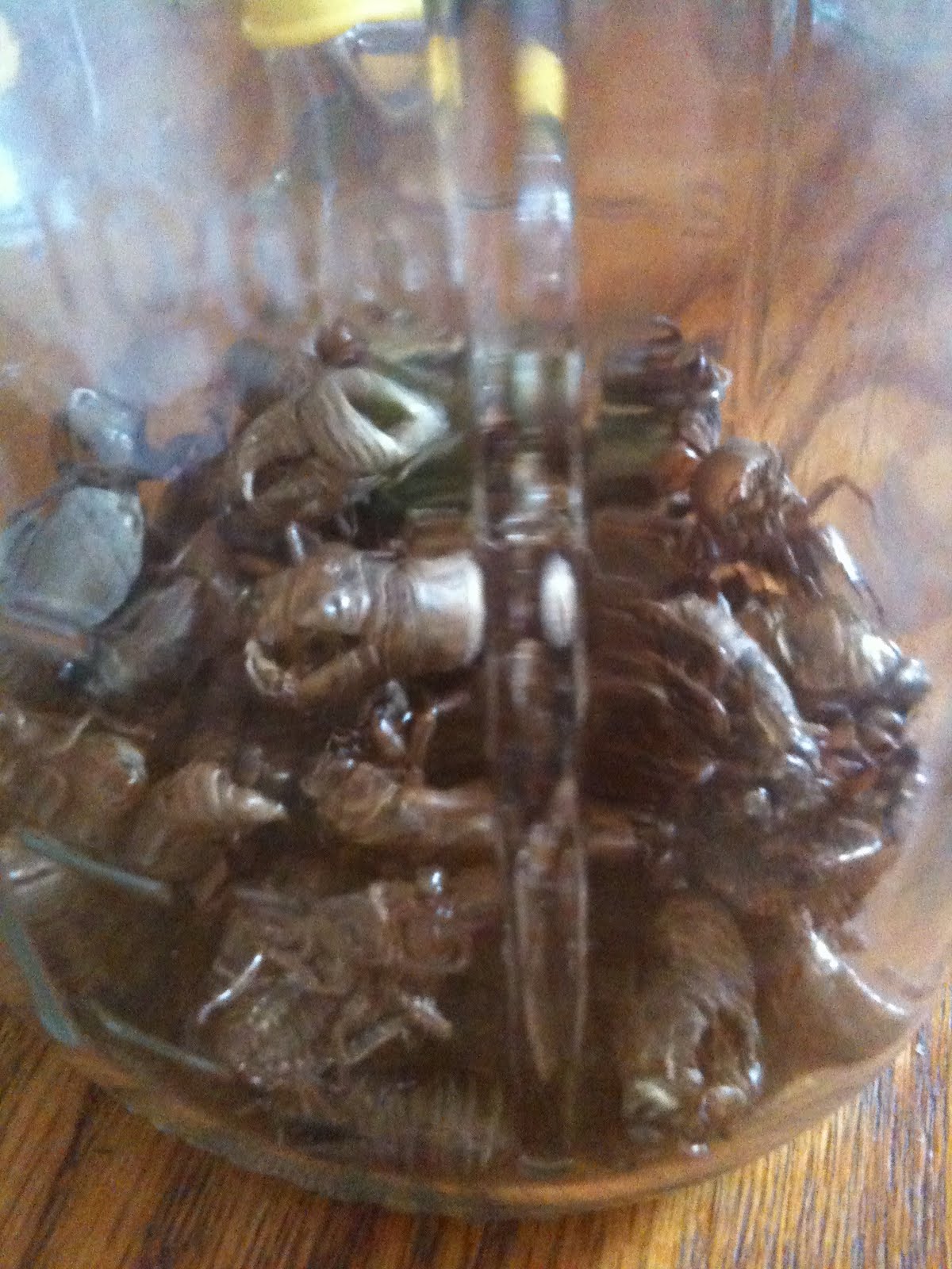 The Annual Wildlife Post—Why Bugs Freak Us Out