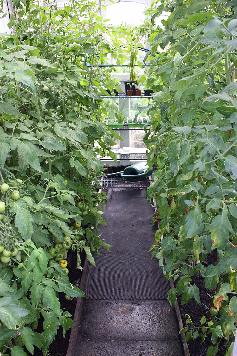[tomato+house.jpg]