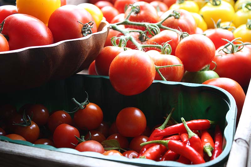 [chillies+and+tomatocrop.jpg]