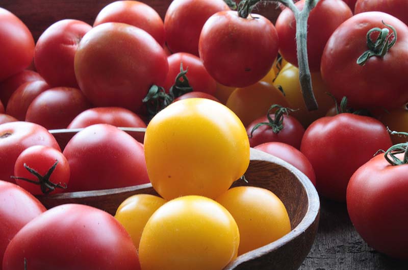 [glut+of+harvested+tomatoes.jpg]