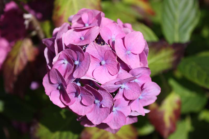 [nessies+flowers.jpg]