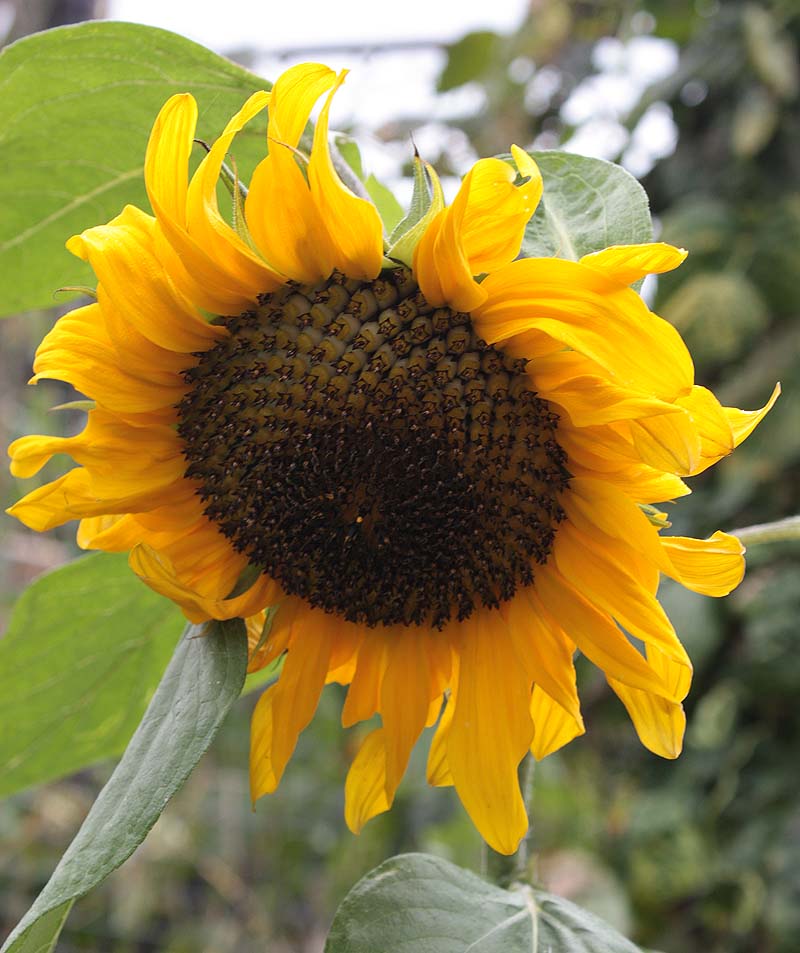 [sunflowerheadt09.jpg]