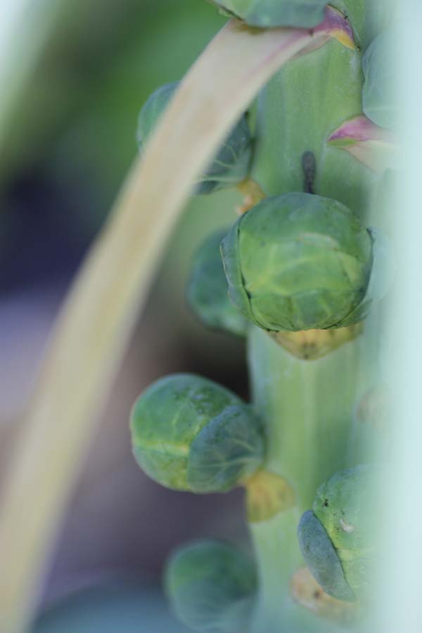 [sprouts+progress.jpg]