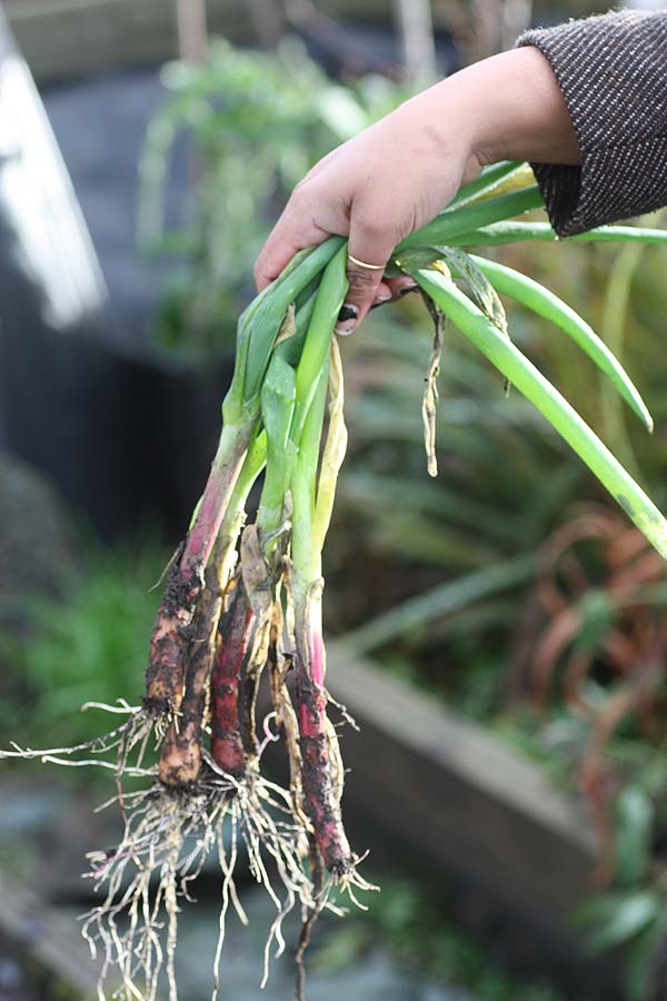 [crimsonspringonions.jpg]