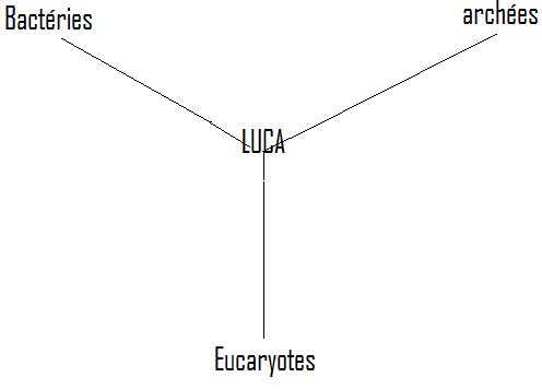 [arbres+bactéries+eucaryotes+archées.jpg]