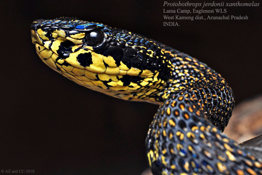 goa wildwatch First Record of the Jerdon’s Red Spotted Pit Viper from