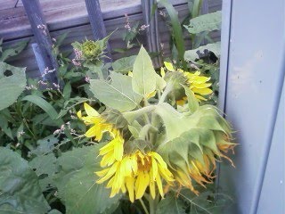 [4+headed+sunflower.jpg]