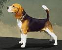 Mundo Beagle