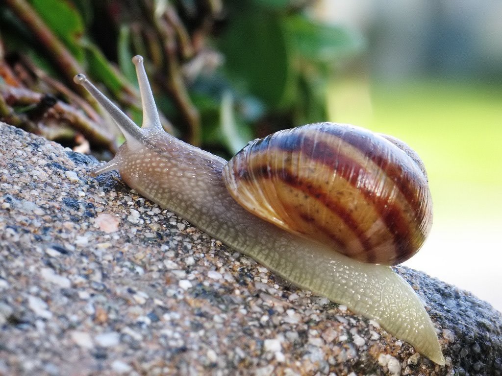 [Common_snail.jpg]