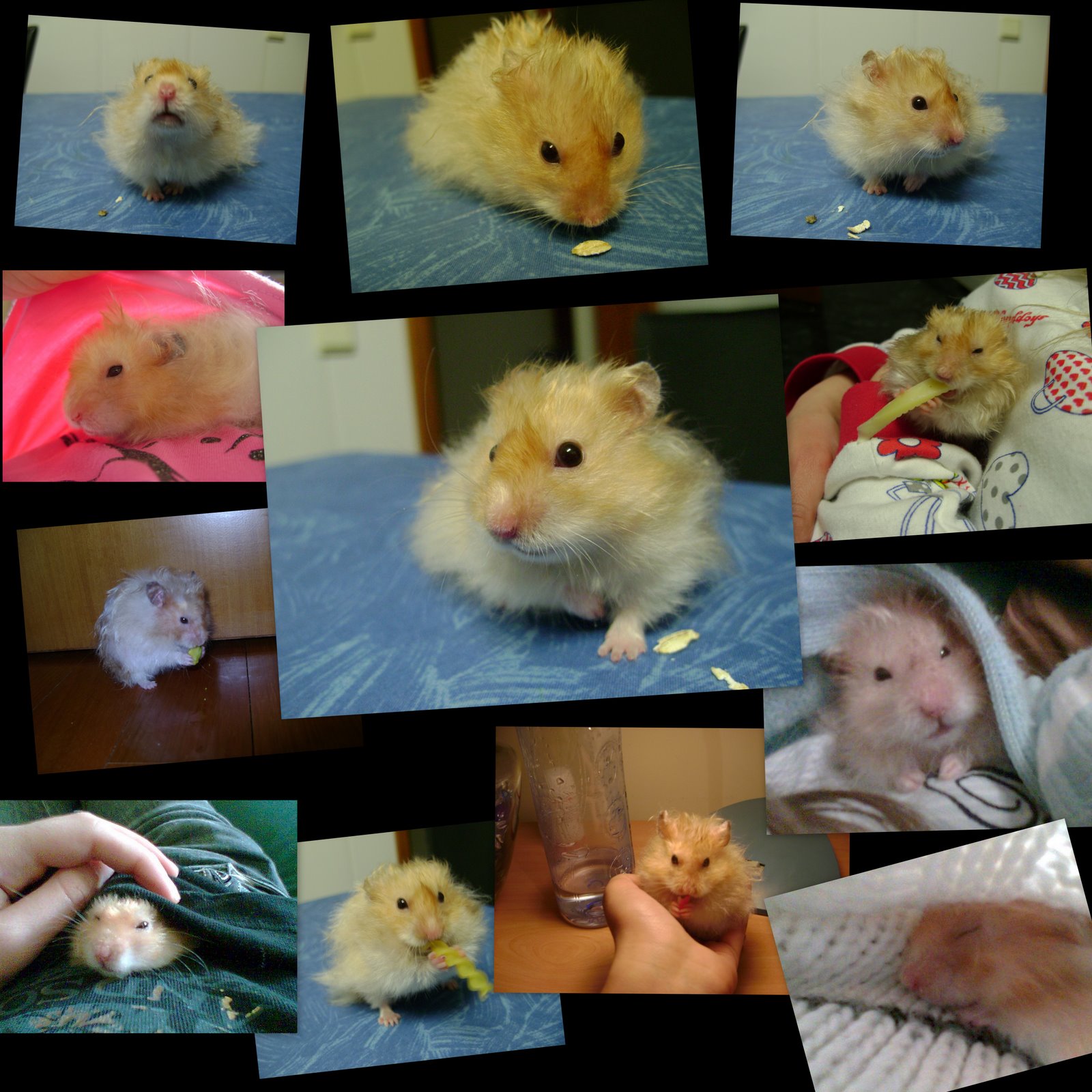 [Oliver-Colagem.jpg]