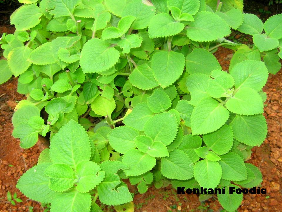 Konkani Foodie Cuban Oregano (Dodda Patre)