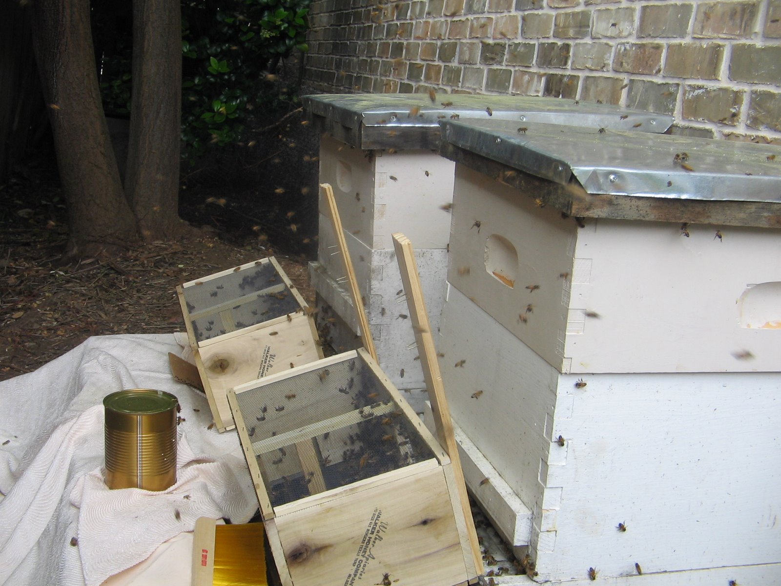 Beekeeping in Austin, Texas