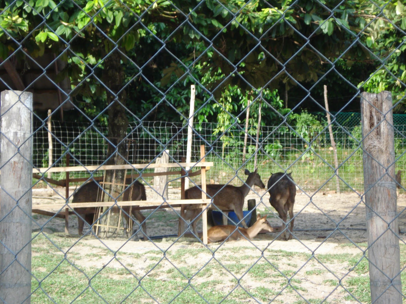 My Home Homestay Kuantan,Pahang Mini Zoo Taman Teruntum