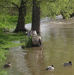 LES CANARDS DE L ALLIER