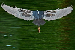 kapihan sa internet: January 2008