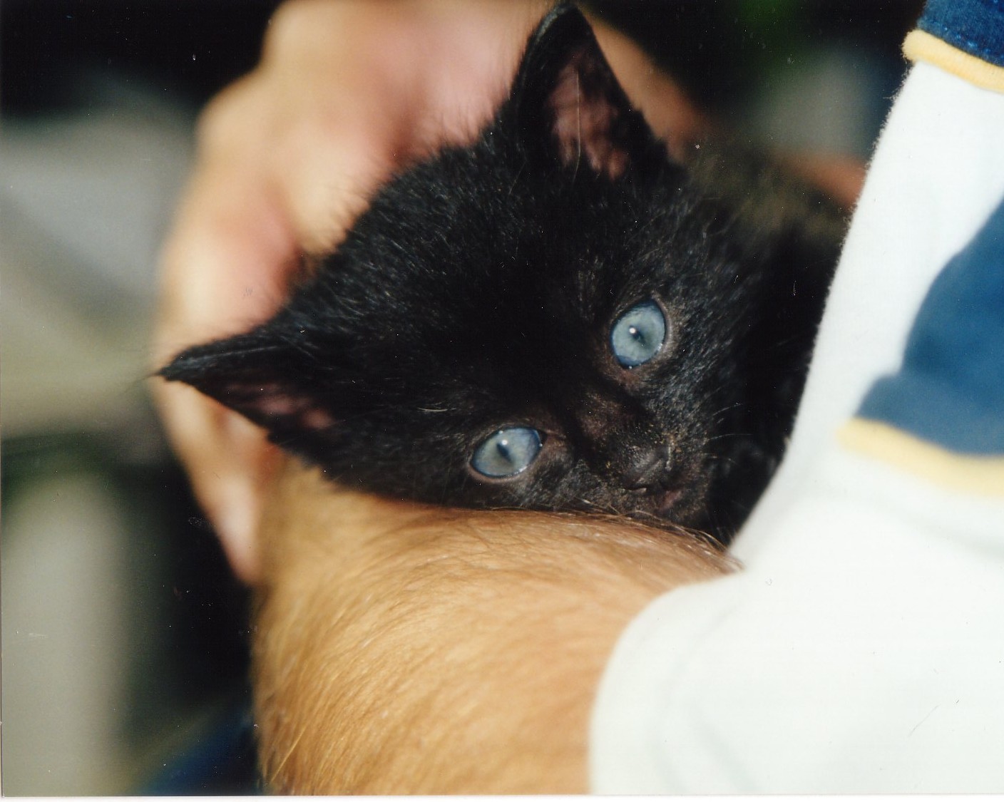 [katzeklein2.jpg]