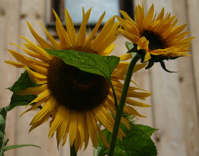 [Sonnenblume.jpg]