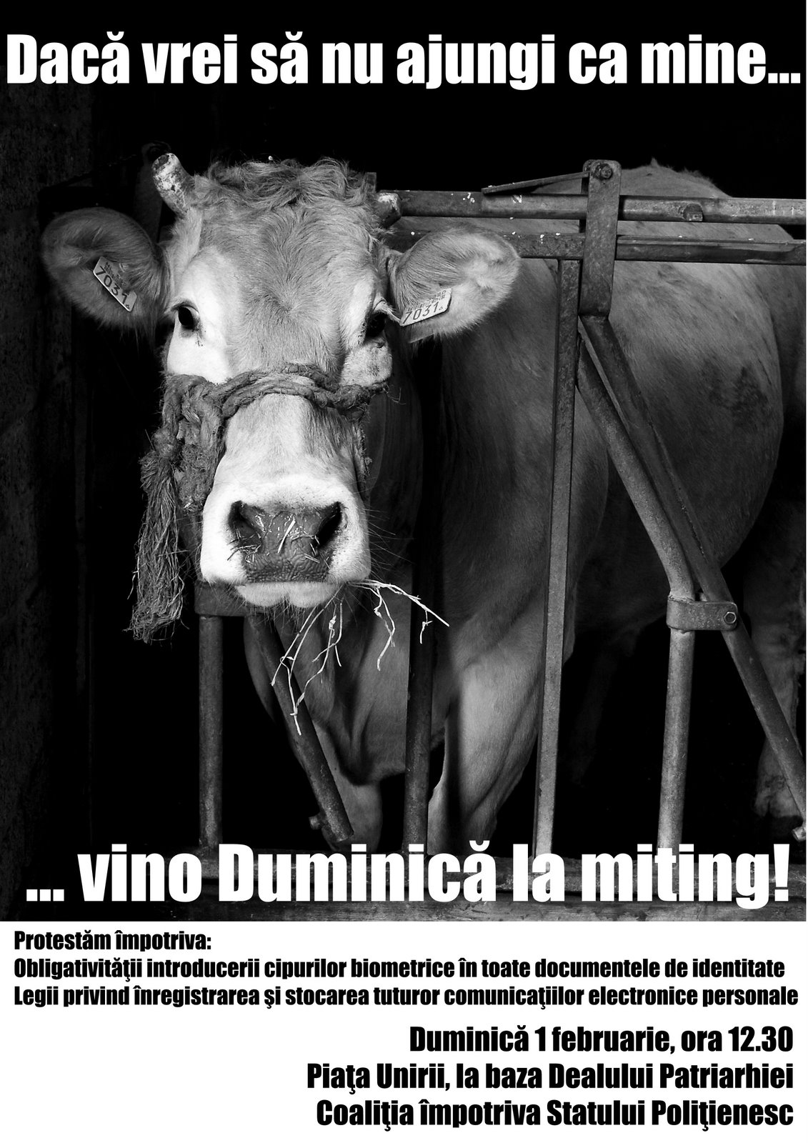 [Afis+Manifestatie+CIP+Vaca.jpg]