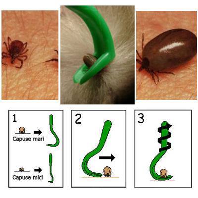 [claudiu+tarziu+dan+puric+si+razvan+codrescu.jpg]