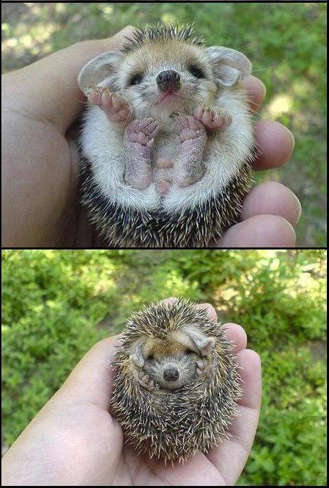 [Pui+de+arici+2.JPG]