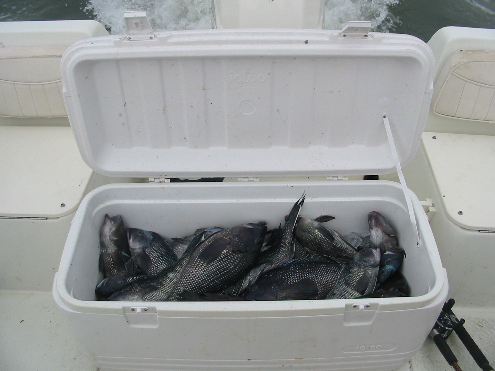 FishWach Wachapreague Fishing Report May 2010