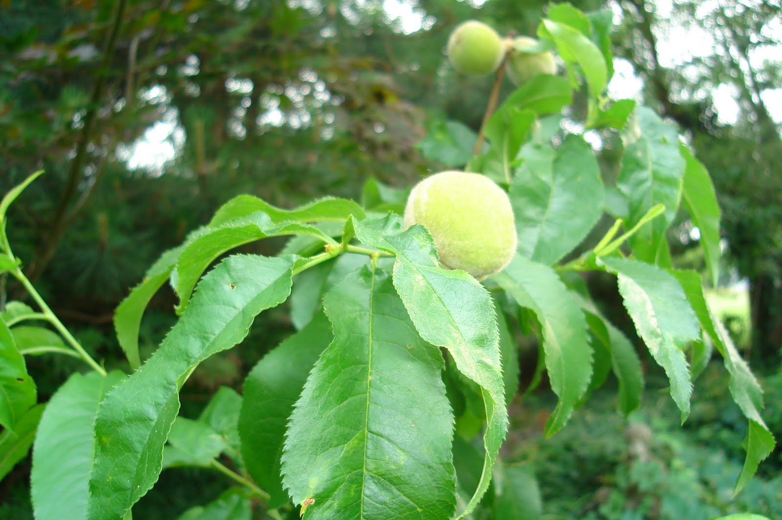 fruit on the fruit cocktail tree