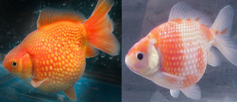 koki%2Bmutiara%2B-%2Bpearl%2Bgoldfish