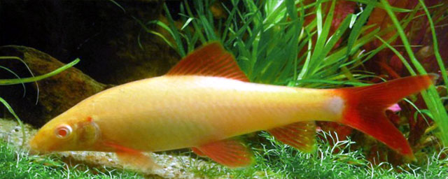 redfin Rainbow rainbow Shark