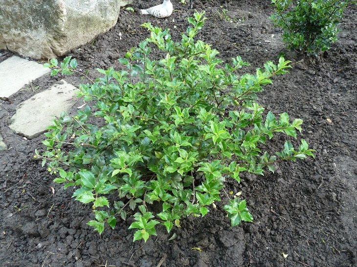 Hill Shepherd I bought two Blue Princess Holly Bushes on Friday Hill Shepherd I bought two Blue Princess Holly Bushes on Friday