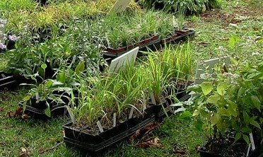 [Plant_Sale_Oct2006.JPG]