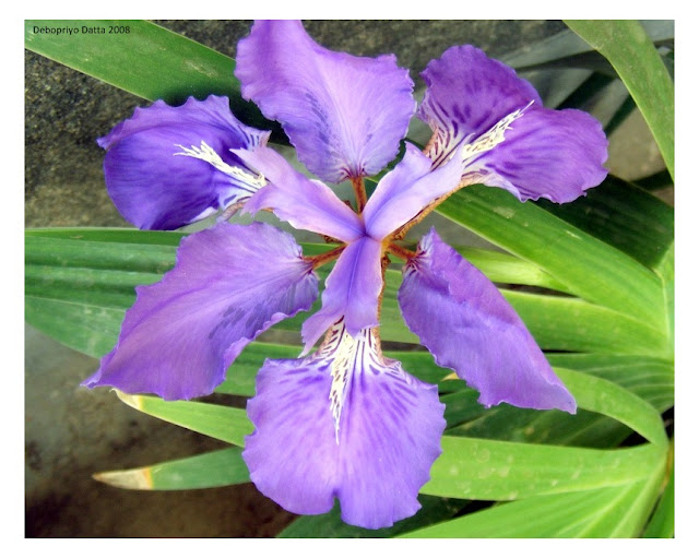 Debopriyo's Pictures Blue lilies, Red lilies and more flowers