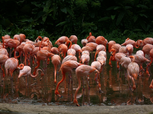 Flamingos at Jurong Bird Park, Singapore