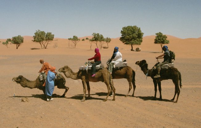 [155+Camellos+de+vuelta+al+camping.JPG]