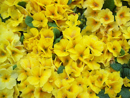 Yellow Flower Saidai