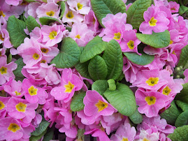 Purple Flower Saidai