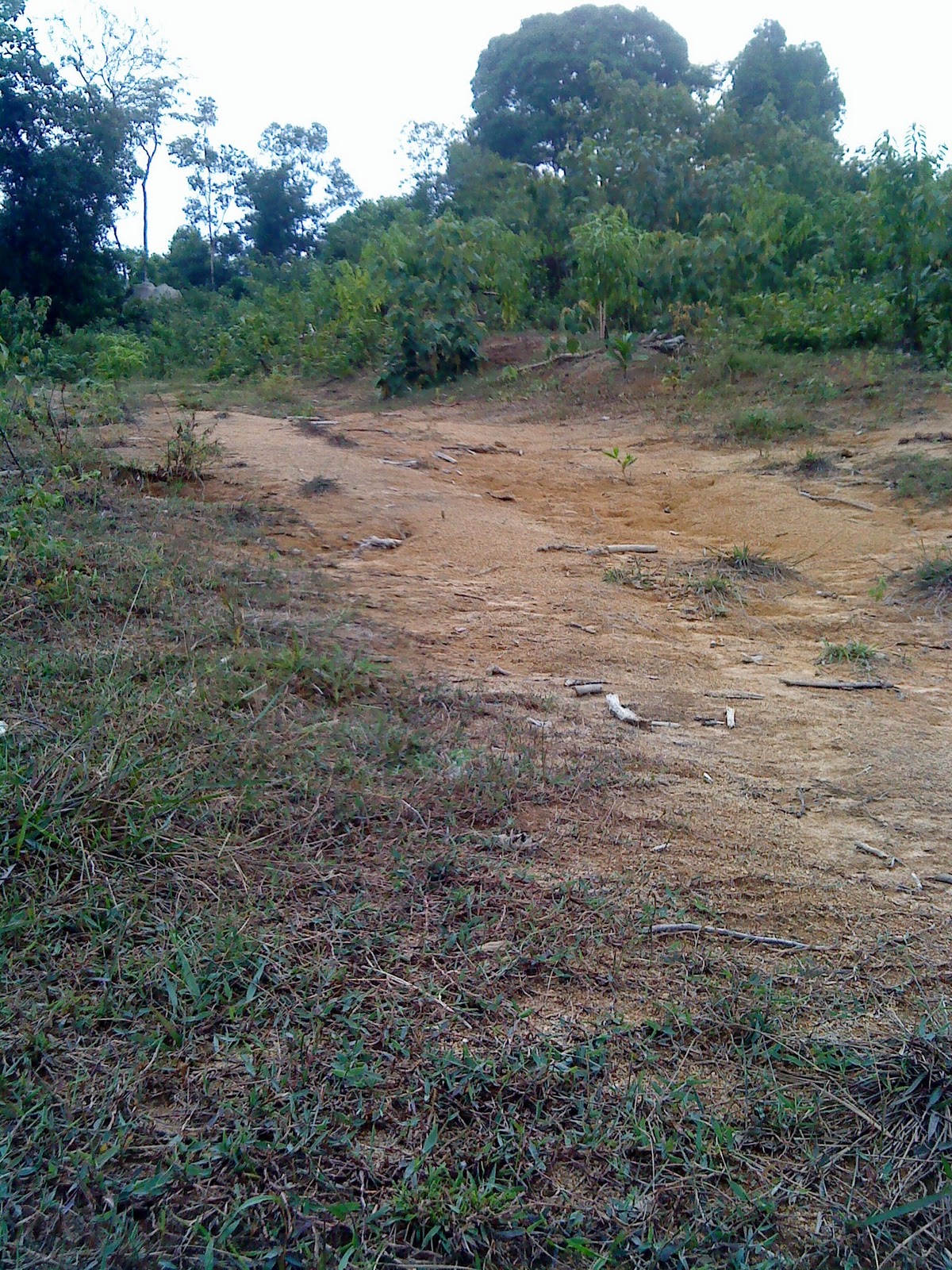 PIMCO: Kayuhan panjat Bukit Paling Tinggi dlm kebun