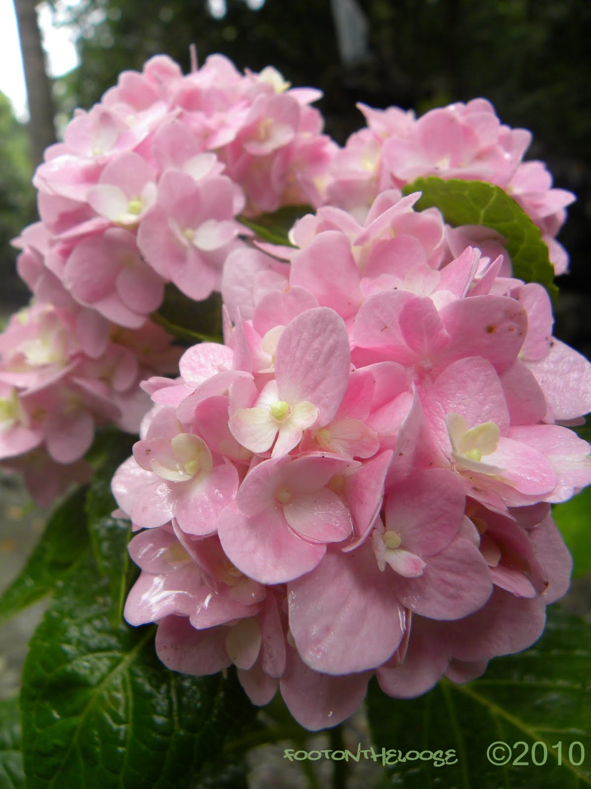 Flowers of the Southeast Foot on the Loose