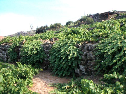 [pantelleria-capperi.jpg]