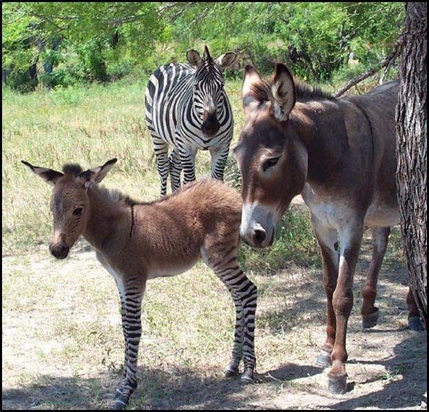 Weird Freaky Funny Moments: Zebra Donkey