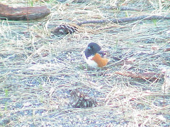 Spotted Towhee