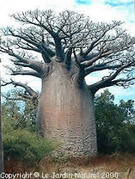 The Baobabs Tree