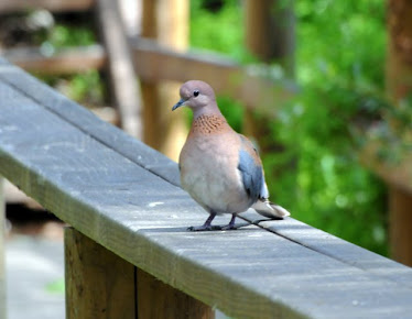 Laughing Dove #2